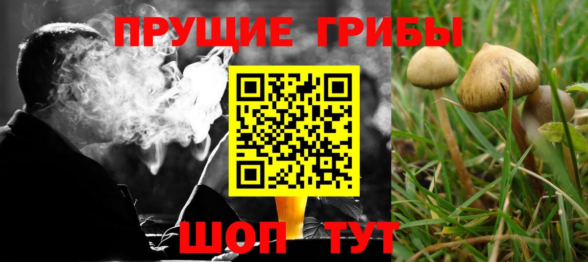 Псилоцибиновые грибы Psilocybine cubensis  закладка  Шадринск  Псилоцибиновые грибы мицелий  Вход с VPN 